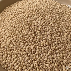 جو پوست کنده فله