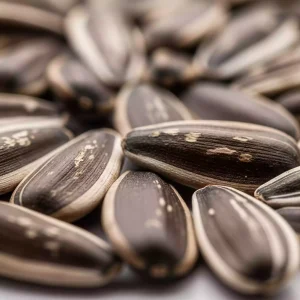 تخمه افتابگردان