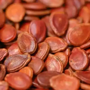 تخمه ژاپنی